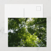 Dawn Redwood Canopy Briefkaart (Voorkant / Achterkant)