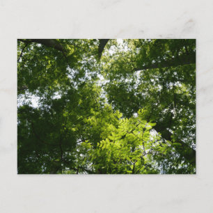 Dawn Redwood Canopy Briefkaart