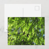 Dawn Redwood (Metasequoia) Briefkaart (Voorkant / Achterkant)