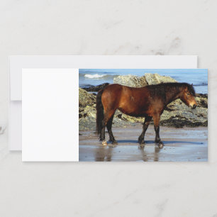 Daxrtmoor pony op het afgelegen strand in Zuid-Dev