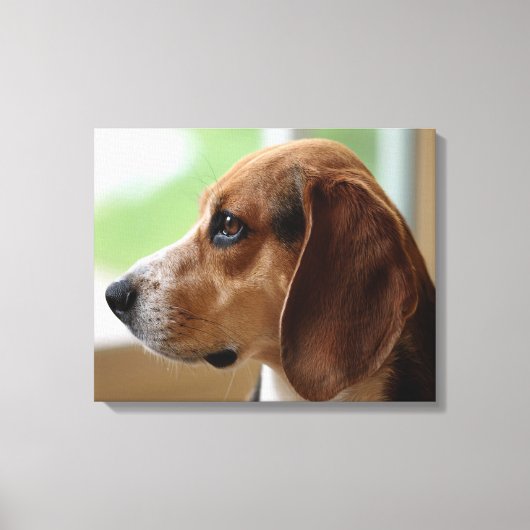 Day Dreaming Beagle Canvas Afdruk (Voorkant)