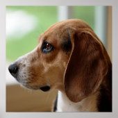 Day Dreaming Beagle Poster (Voorkant)