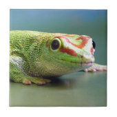 Day Gecko Tegeltje (Voorkant)
