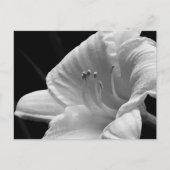 Day Lily Briefkaart (Voorkant)