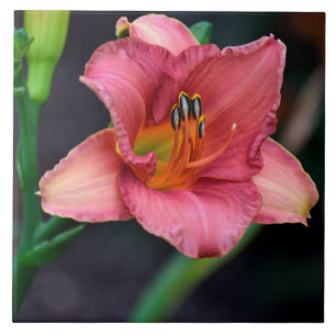 Day Lily Macro afbeelding Tegeltje