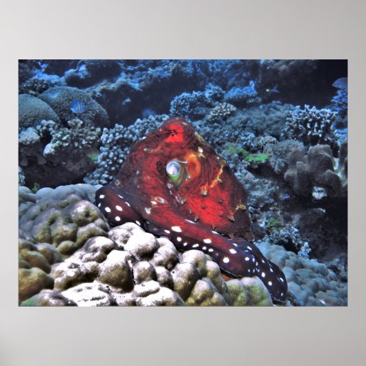 Day Octopus Poster (Voorkant)