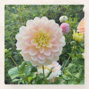 Daydreamer Dahlia, lichtroze ventilator Glazen Onderzetter
