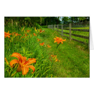 Daylilies le long de fenceline