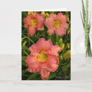 Daylilies / Lily Flowers / Rosy Pink 2 / Kaart