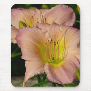 Daylillies Muismat
