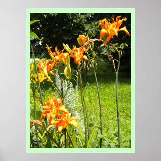 DayLillies Poster (Voorkant)