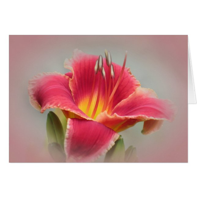 Daylily Blush (Devant horizontal)