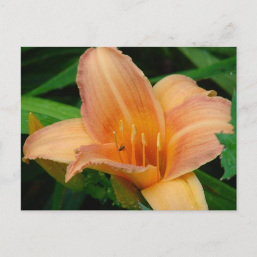 Daylily Briefkaart (Voorkant)