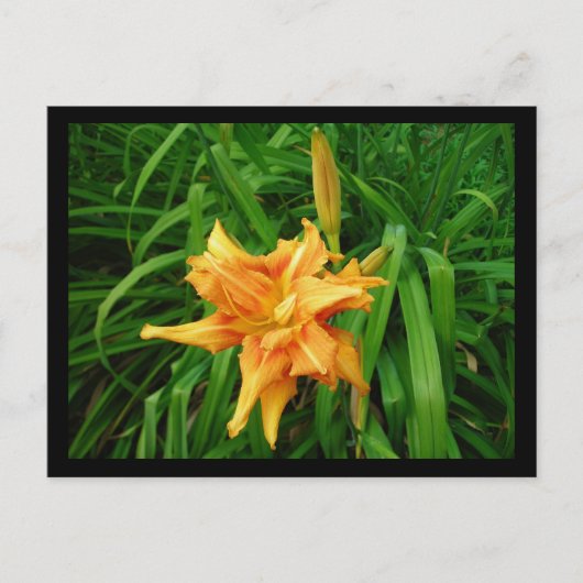Daylily Briefkaart (Voorkant)
