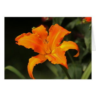 Daylily "cri perçant principal "