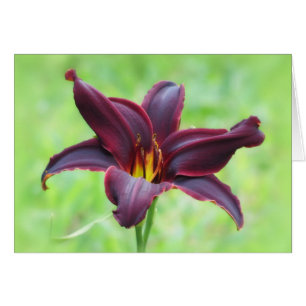 Daylily de révolution américaine