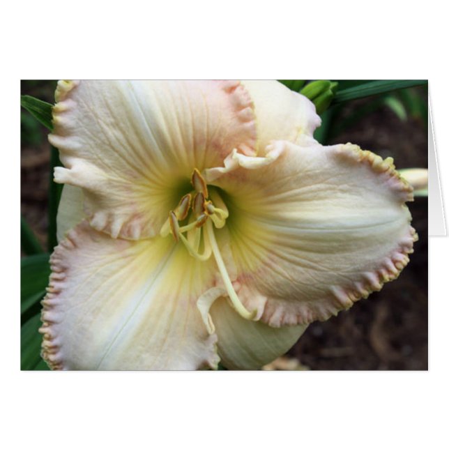 Daylily Dreaming (Voorkant Horizontaal)