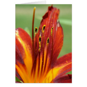 Daylily Macro Foto