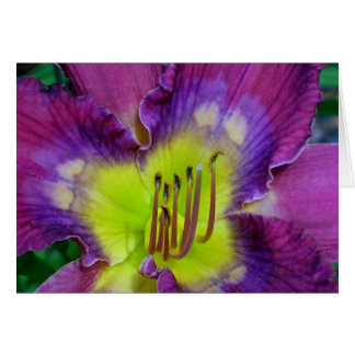 Daylily 'Nick de Time