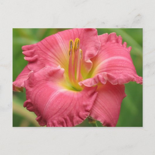 Daylily Pink Briefkaart (Voorkant)