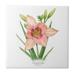 Daylily - Svengali Tegeltje