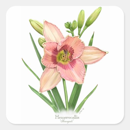 Daylily - Svengali Vierkante Sticker (Voorkant)
