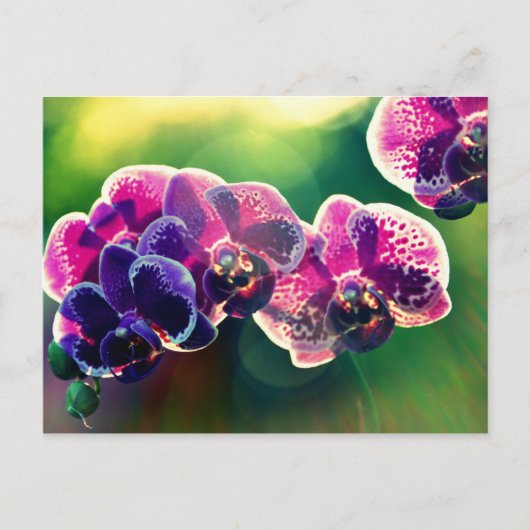Dayspring Orchid Briefkaart (Voorkant)