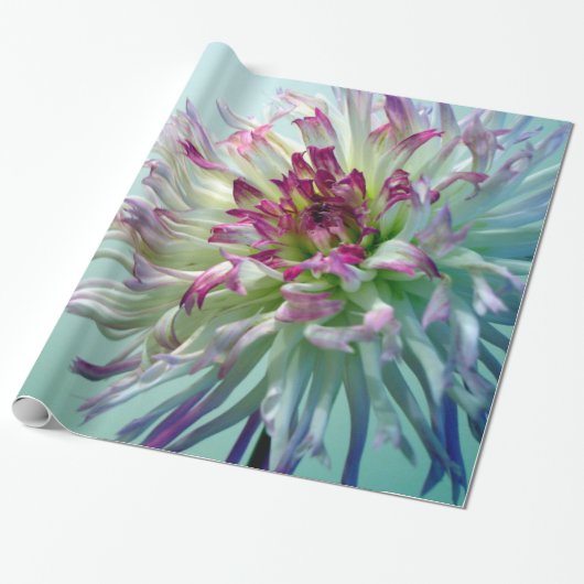 Dazzle, Dahlia. Cadeaupapier (Uitgerold)