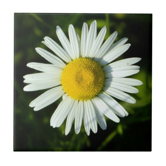 Dazzling Daisy Tegeltje (Voorkant)