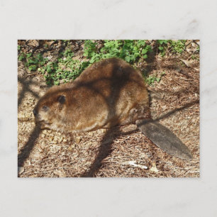 DC- Funny Beaver-Briefkaart Briefkaart
