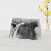 De #1-begroetende kaart van de struisvogel (Gele Bloem)
