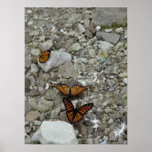 De 3 Butterflies Poster