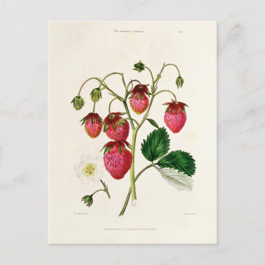 De aardbei van de Roseberry, gegraveerd door Watte Briefkaart (Voorkant)