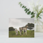 De achterkant van drie zebra's, Zuid-Afrika Briefkaart (Staand voorkant)
