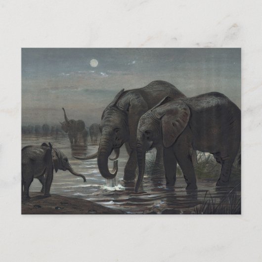 De Afrikaanse olifant van Joseph Wolf Briefkaart (Voorkant)