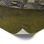 De Afrikaanse Puff-adder Bitis van Snake Charmer Poster (Hoek)