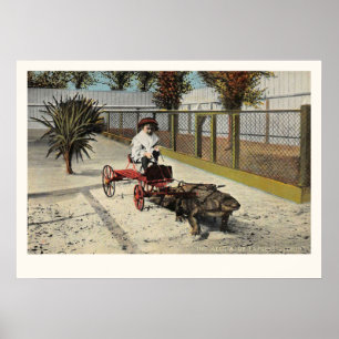 De Alligator Express Cart Print