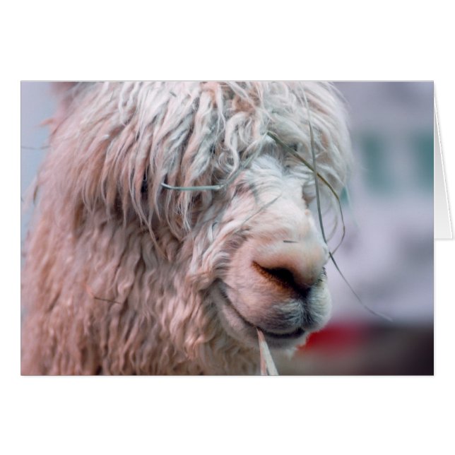 De Alpaca dragen (Voorkant Horizontaal)