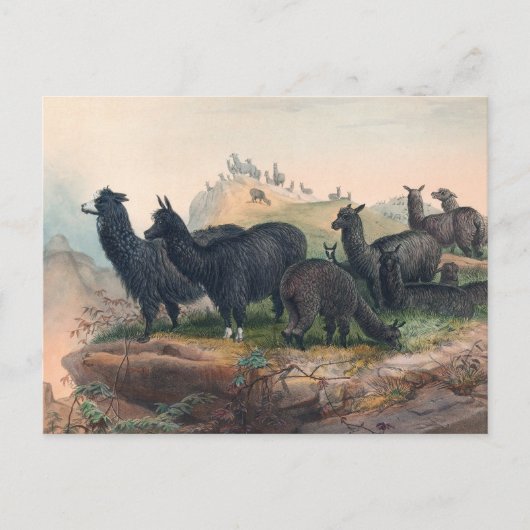 De Alpaca van Joseph Wolf Briefkaart (Voorkant)