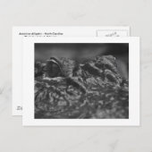 De Amerikaanse Alligator van het BRIEFKAART - (Voorkant / Achterkant)