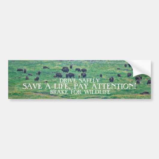De Amerikaanse Bison Bumpersticker (Voorkant)