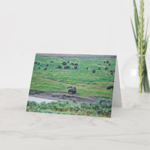 De Amerikaanse Bison Kaart