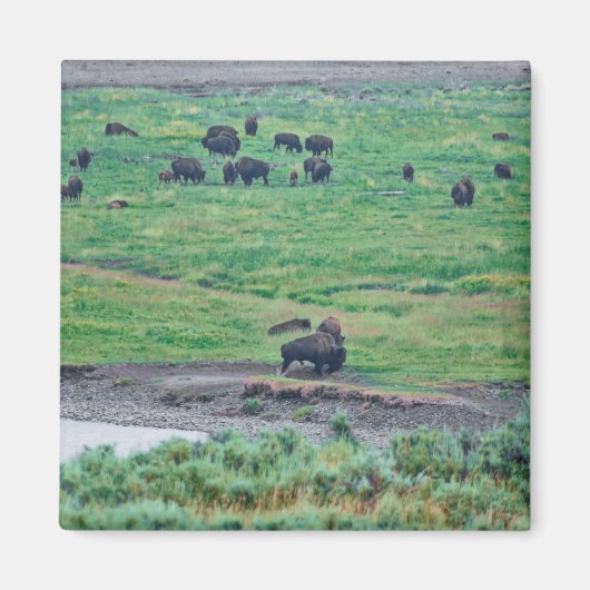 De Amerikaanse Bison Magneet (Voorkant)