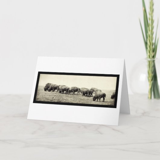 De Amerikaanse Foto 1906 van de Buffels van de Kaart (Voorkant)