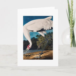 De Amerikaanse Kraan Hooping van Audubon Kaart