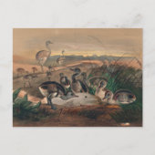 De Amerikaanse Rhea van Joseph Wolf Briefkaart (Voorkant)