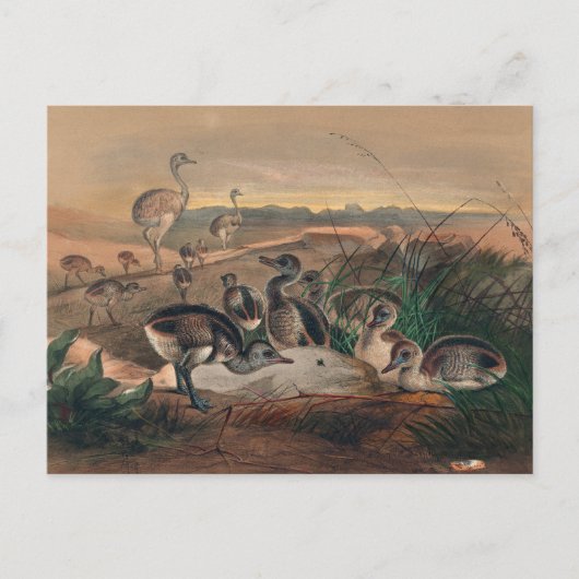 De Amerikaanse Rhea van Joseph Wolf Briefkaart (Voorkant)