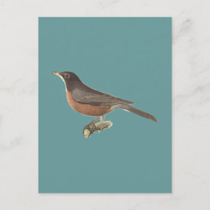 De Amerikaanse Robin (Turdus migratorius) NY Birds Briefkaart