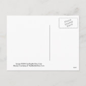 De Amerikaanse veenbes a-gaat de Kaart van het (Achterkant)