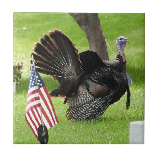 De Amerikaanse vogel wilde Tom Turkije Tegeltje (Voorkant)